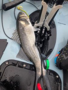 European Bass (Seabass)