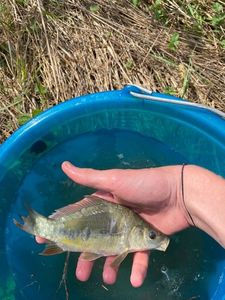 Mirror Carp