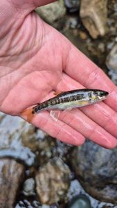 Common Minnow