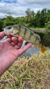 European Perch