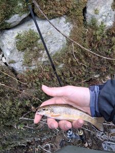 Brown Trout