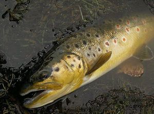 Brown Trout