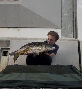 Common Carp