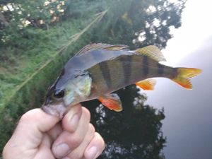 European Perch