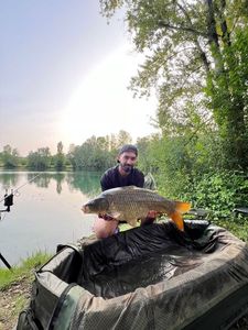 Common Carp