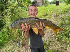 Common Carp