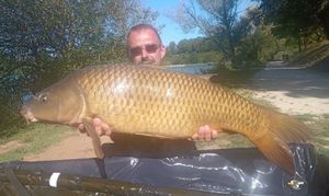 Common Carp
