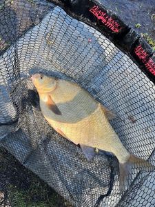 Common Bream