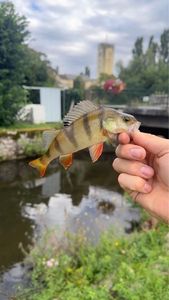 European Perch