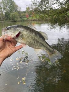 Largemouth Bass