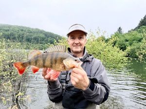 European Perch