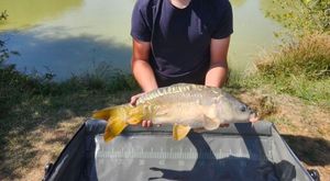 Mirror Carp