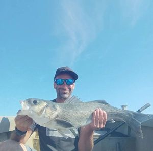 European Bass (Seabass)