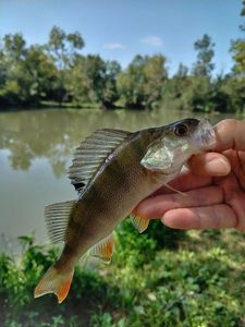 European Perch