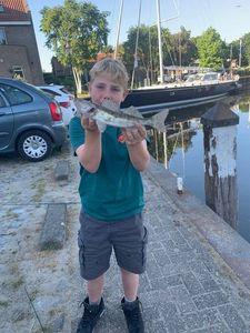 Zander