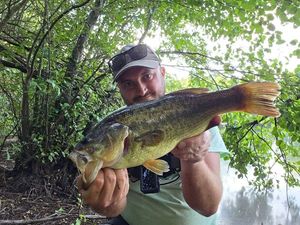 Largemouth Bass
