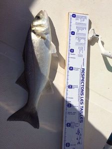 European Bass (Seabass)