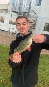 European Perch