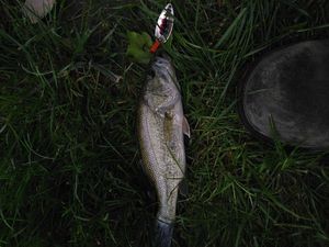 Largemouth Bass