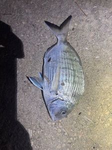 White Seabream