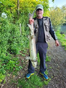 European Sturgeon