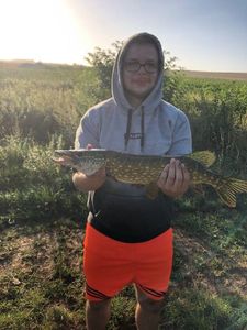Northern Pike