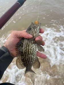 Red Grouper