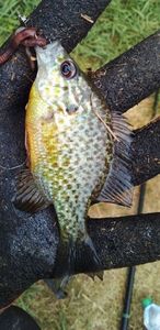 Pumpkinseed