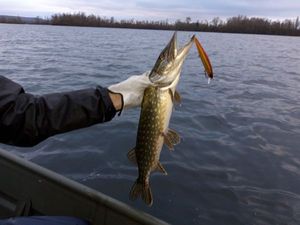Northern Pike