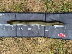 European Eel (Common Eel)