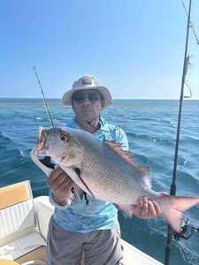 African Red Snapper