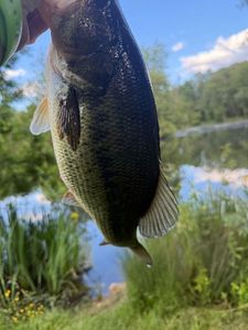 Largemouth Bass