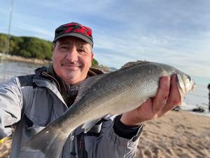European Bass (Seabass)
