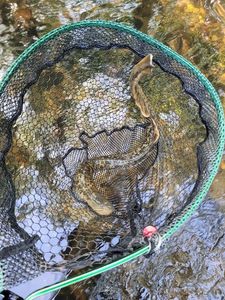 River Lamprey