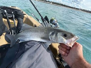 European Bass (Seabass)