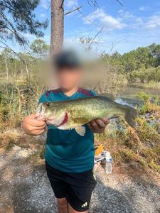Largemouth Bass