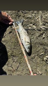European Bass (Seabass)