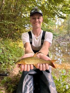 Barbel