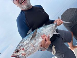 Atlantic Bonito