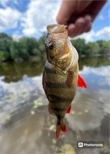 European Perch