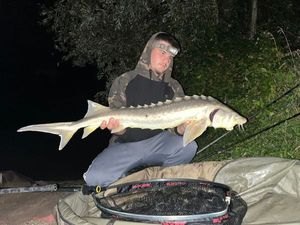 European Sturgeon