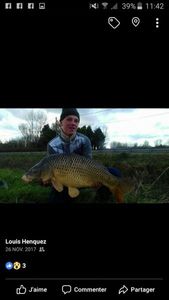 Common Carp