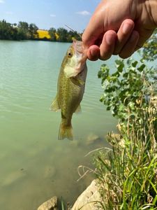 Largemouth Bass