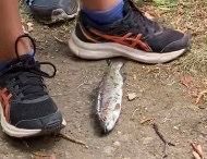 Rainbow Trout