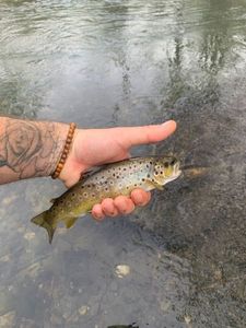 Brown Trout