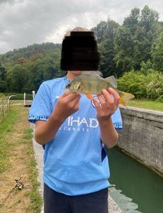 European Perch