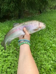 Rainbow Trout