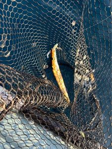 Obtuse Barracuda