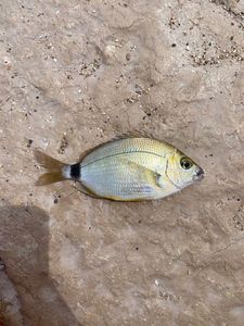 Goldlinen Seabream