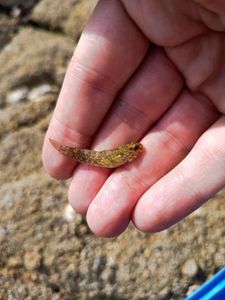 Common Intertidal Fish